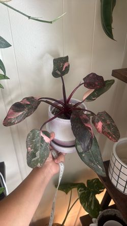 Philodendron pink princess with pot