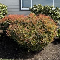 Heavenly Bamboo (Nandina)  6 Shrubs.   FREE 