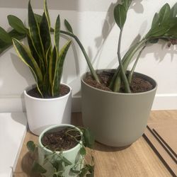 EasyPlant self watering plants for sale!!