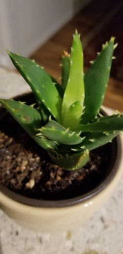 Aloe vera
