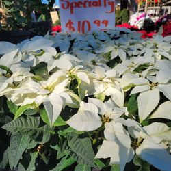 Poinsettias Specialty 