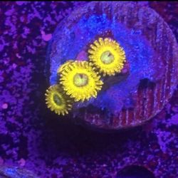 Pikachu Zoa Display Decor