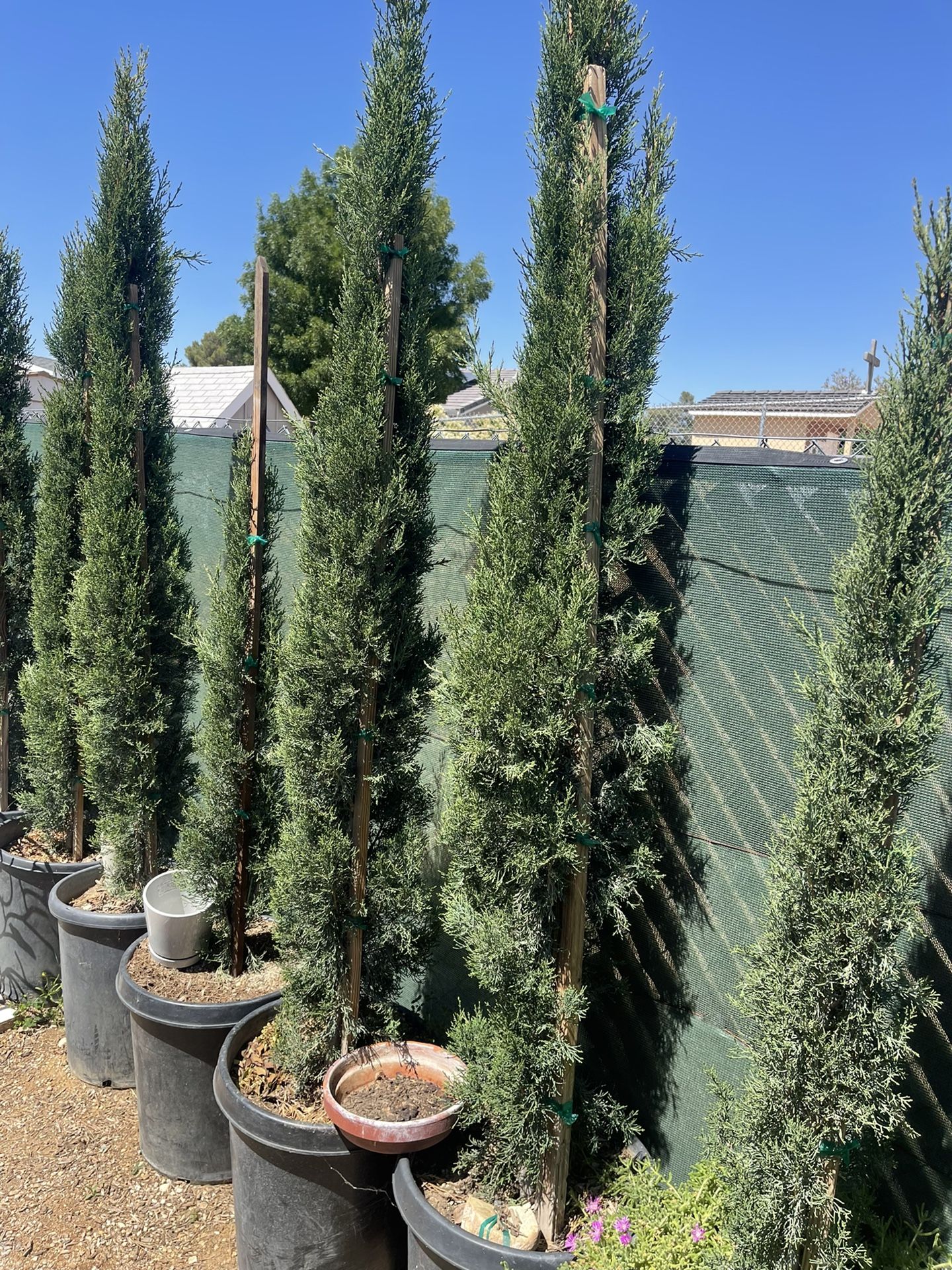 Italian Cypress 15 Gallon $45 Each