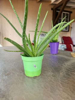 Aloe Plants