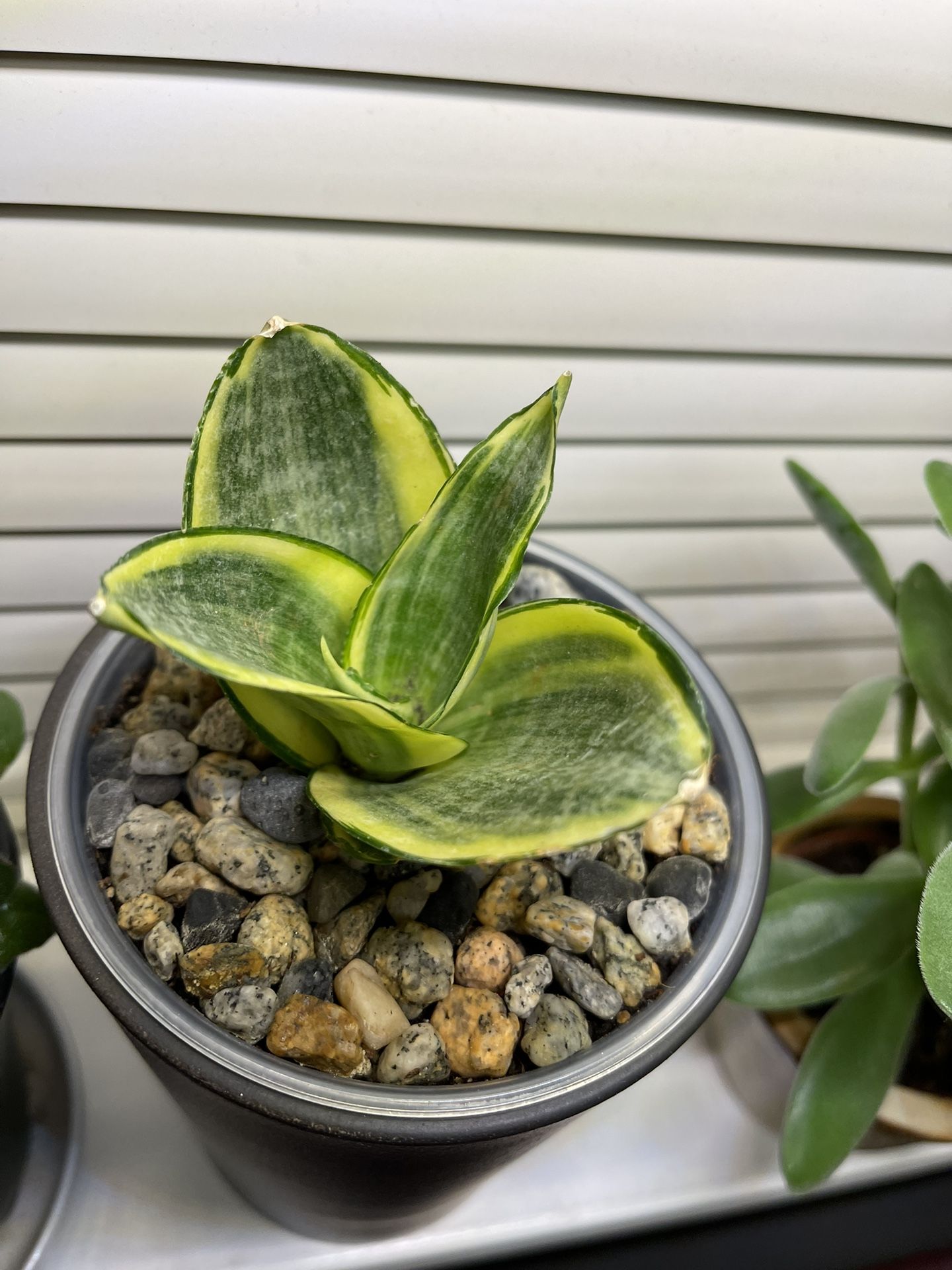 Bird's Nest Snake Plant (Dracaena Trifasciata 'Golden Hahnii') House Plant In 5"H Ceramic Pot.