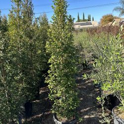 Eugenia Privacy Hedge