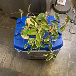 Hoya Plant