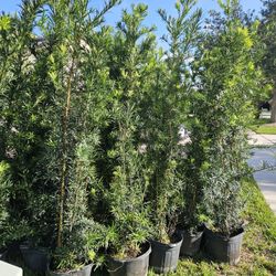 Podocarpus 6 Feet Tall Instant Privacy Hedge Full Green Ready For Planting