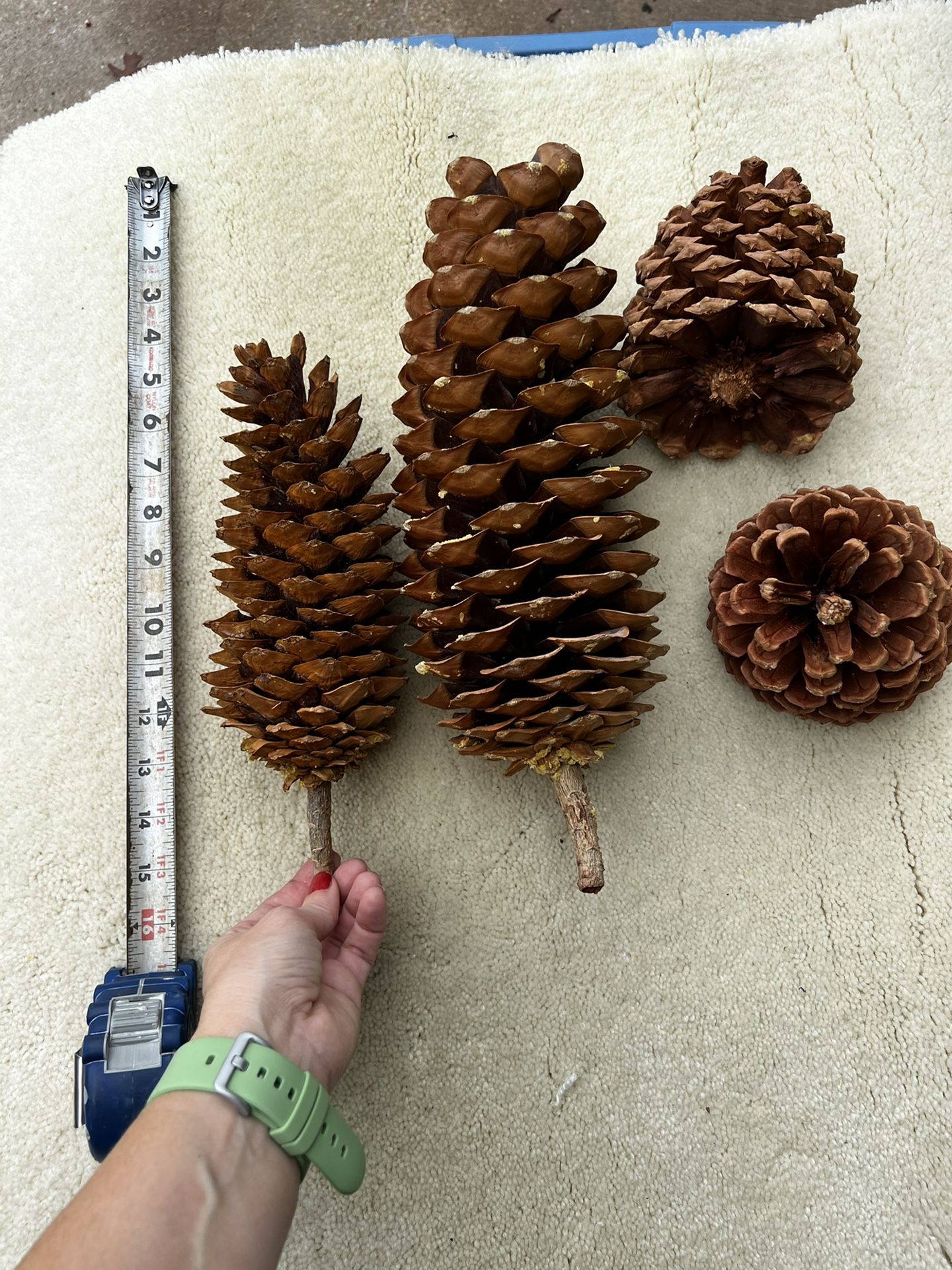 Lake Tahoe Giant Sugar Pine Cones REAL