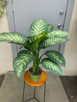 Dieffenbachia Tropic Snow Dumb Cane House Plant 6” Pot