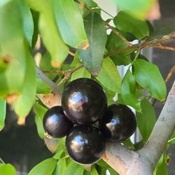 Flowering/Fruiting Jaboticaba 