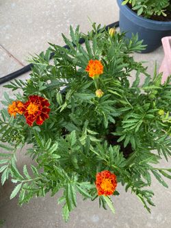 Marigolds