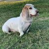 franco