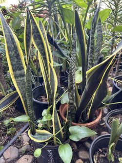 Snake Plants