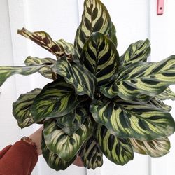Calathea Makoyana Peacock Plant 6" Pot - Indoor House Plants 