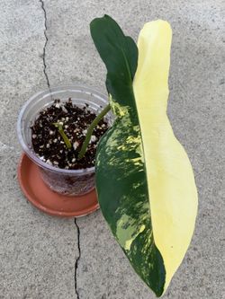 Philodendron Aquarius Philodendron FB x Paraiso Variegated