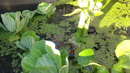 Duck Weed/ Water Lettuce