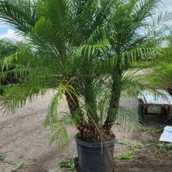 Spectacular Robollinis Palms About 6 Feet Tall!!! Fertilized 