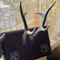 Small deer antlers, taxidermy, vintage ink well desk