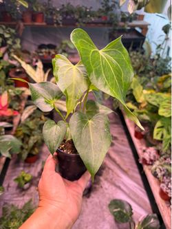 4” anthurium delta force w/2 plants