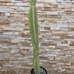 58 Inch's Tall Cactus Plant 