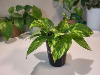 Golden Pothos or Devil’s Ivy Plant. 