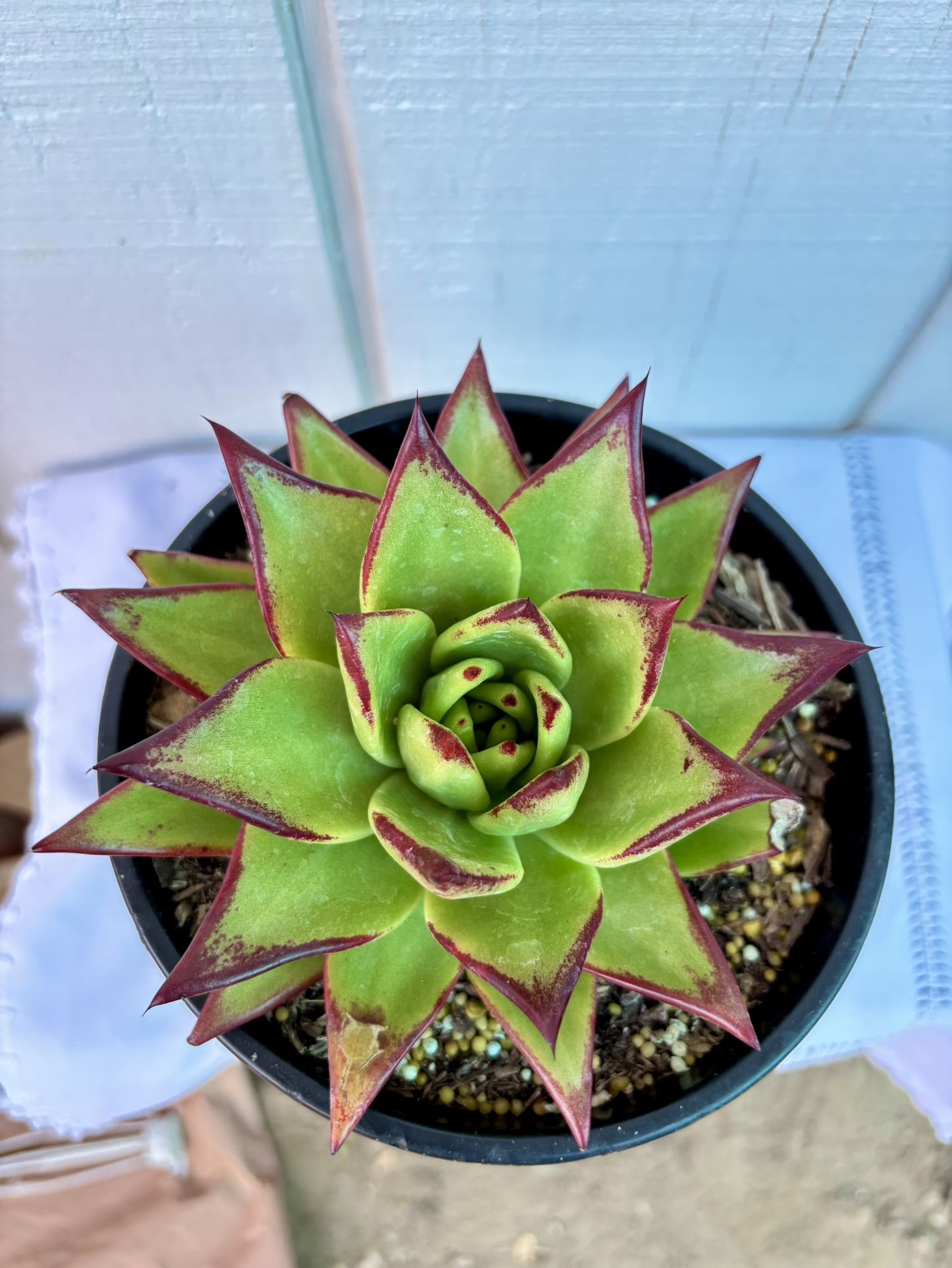 Succulent Echeveria Lipstick
