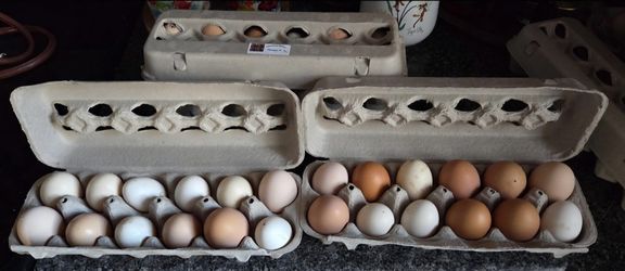 Fresh backyard Chicken Eggs multi-colored and sized.  Ungraded and unwashed. $4 For a dozen. Located in west Ashley