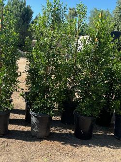 15 Gal Ficus 6 FT