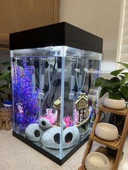 Angelfish And 10 Gallon Tank