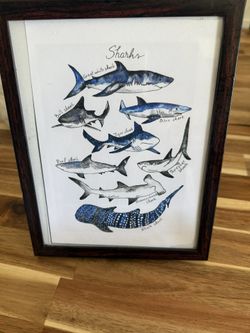 Small Shark Image With Frame 