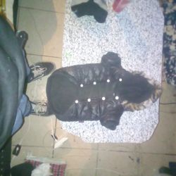 Really Nice Dog Jacket For Winter