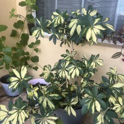 Large Plant
