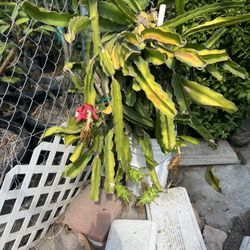 Dragon Fruit