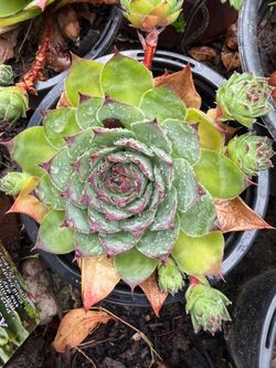 Sempervivum Hen and Chicks Succulent Plant