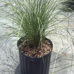 3-Gallon Pink Muhly Grass – Soft, Airy Fall Color for $7