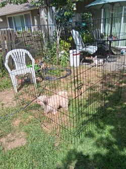 This is like a plate pin for the backyard for a dog