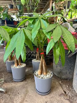 Money Trees Plants