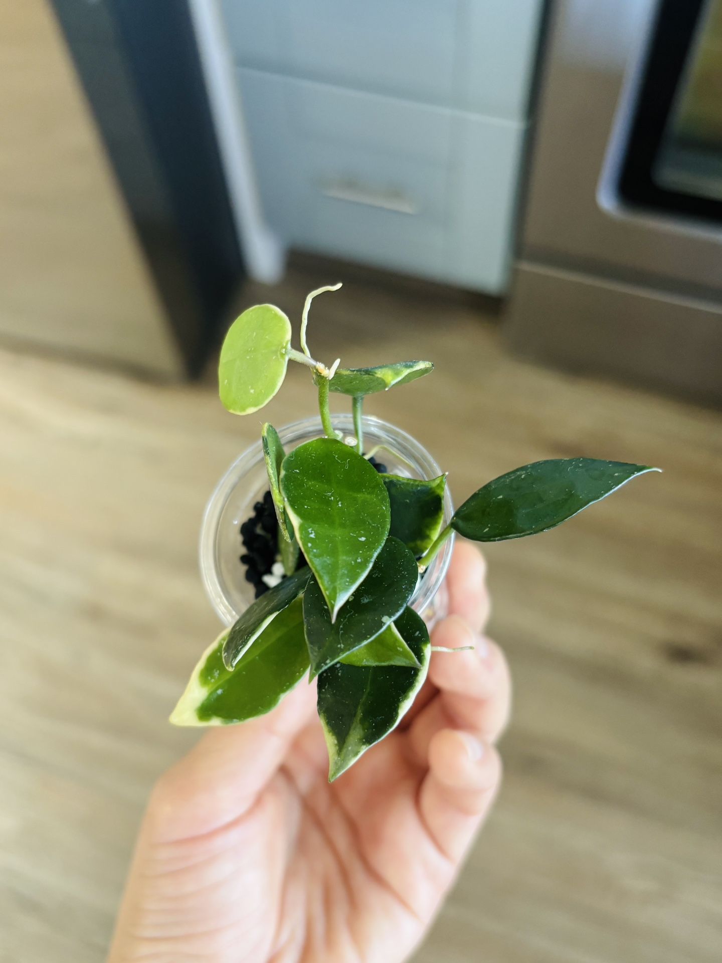 Hoya Lacunosa Asami