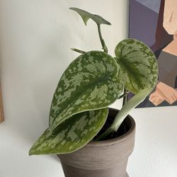 Scindapsus Exotica 4 Inch