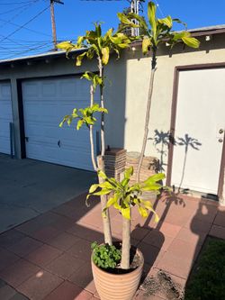 7” Dracaena Plant Corn Tree