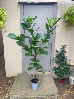 Ficus Lyrata Fiddle Leaf Fig Tree House Plant 8.5” Pot