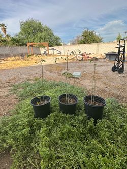 Moringa mulunggay trees miracle tree
