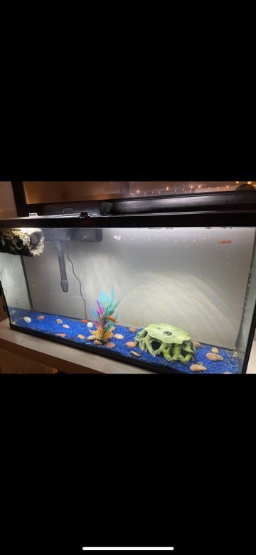 55 Gallon Fish Tank