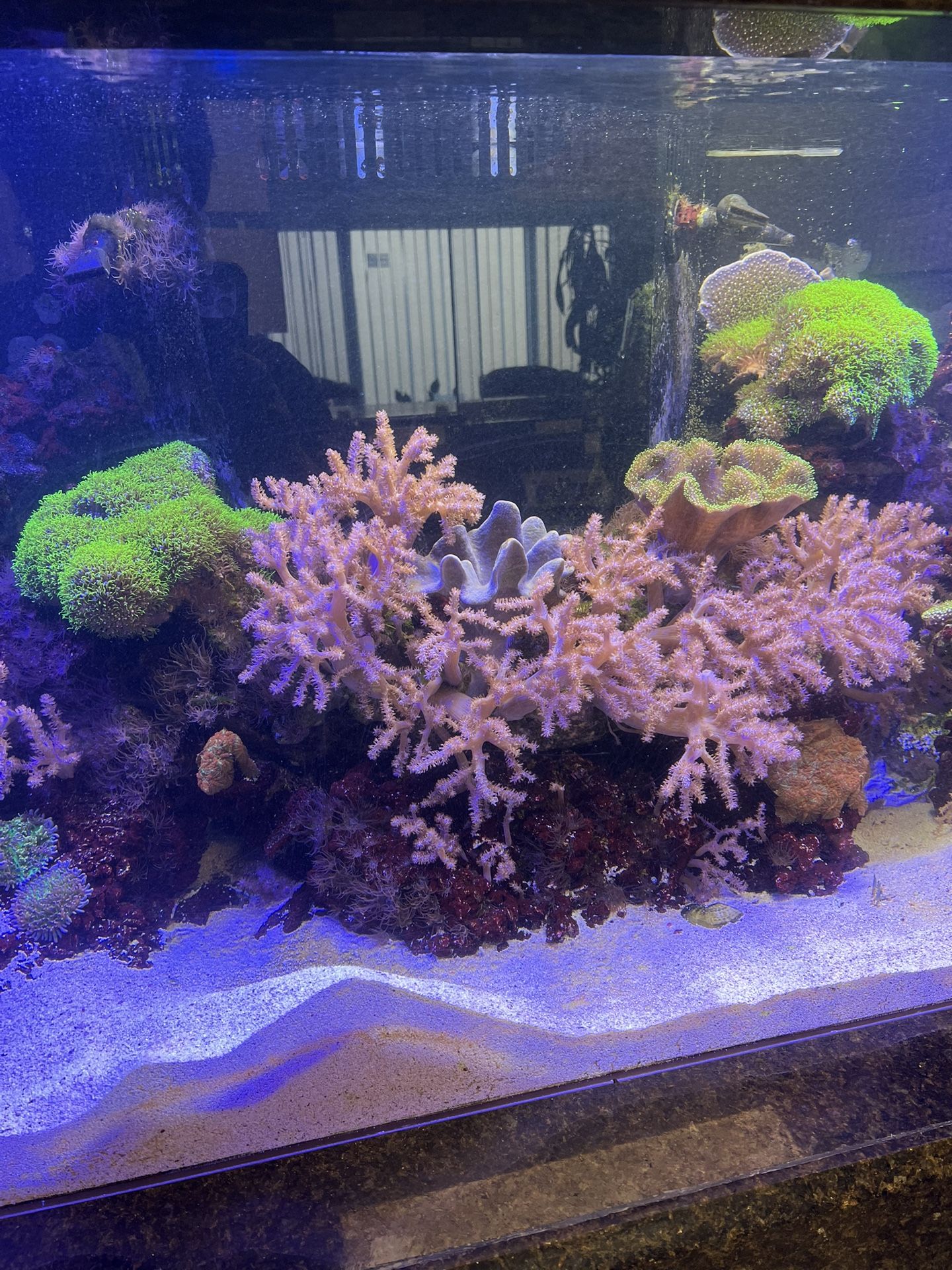 Kenya Trees Aquarium Decoration