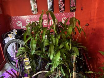 Manila Mango Crafted 