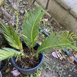 Sago palm