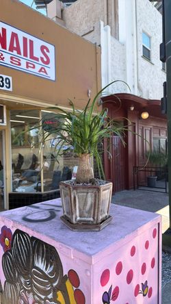 pony tail bonside tree with the brown pot