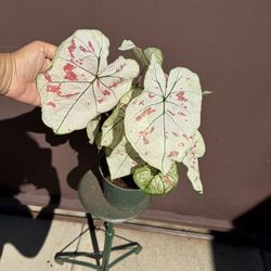 6”caladium Marie Moir