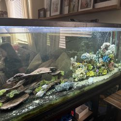 55 Gallon Fish Tank 